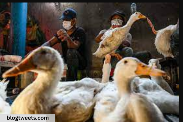 Vaccine Manufacturers Are Getting Ready for Bird Flu