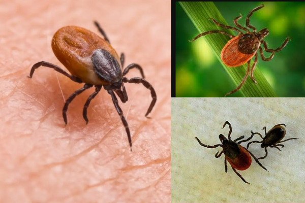 Health officials in Maine announce the first death from the Powassan virus this year